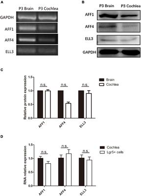 The Expression and Roles of the Super Elongation Complex in Mouse Cochlear Lgr5+ Progenitor Cells
